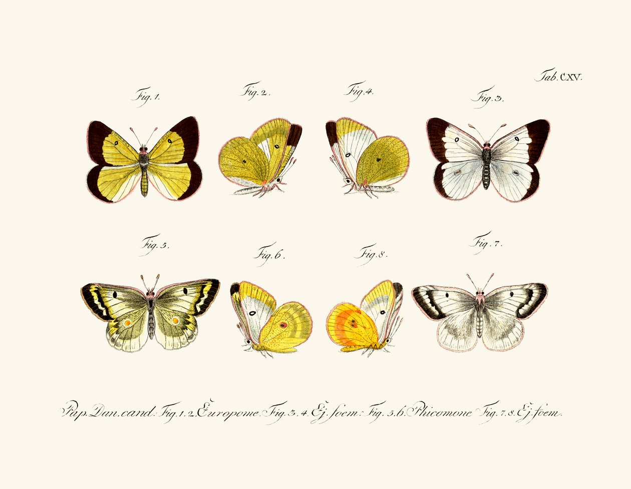 Papillons - German School