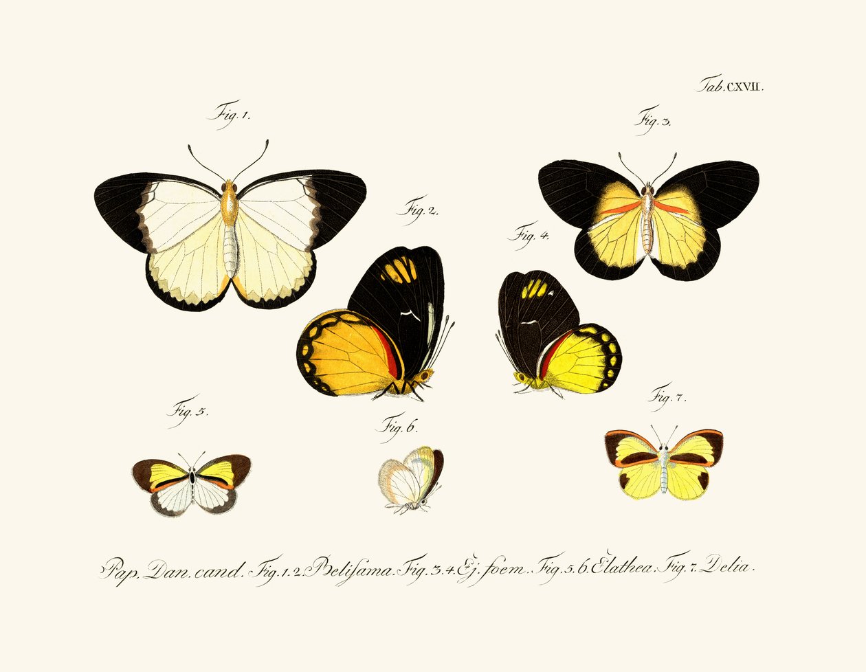 Papillons - German School