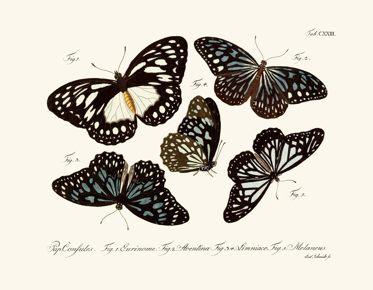 Papillons - German School