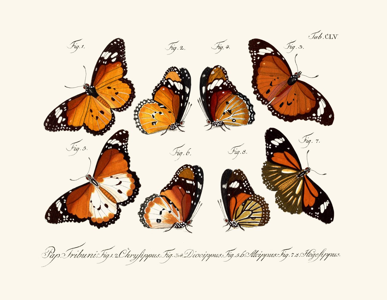 Papillons - German School