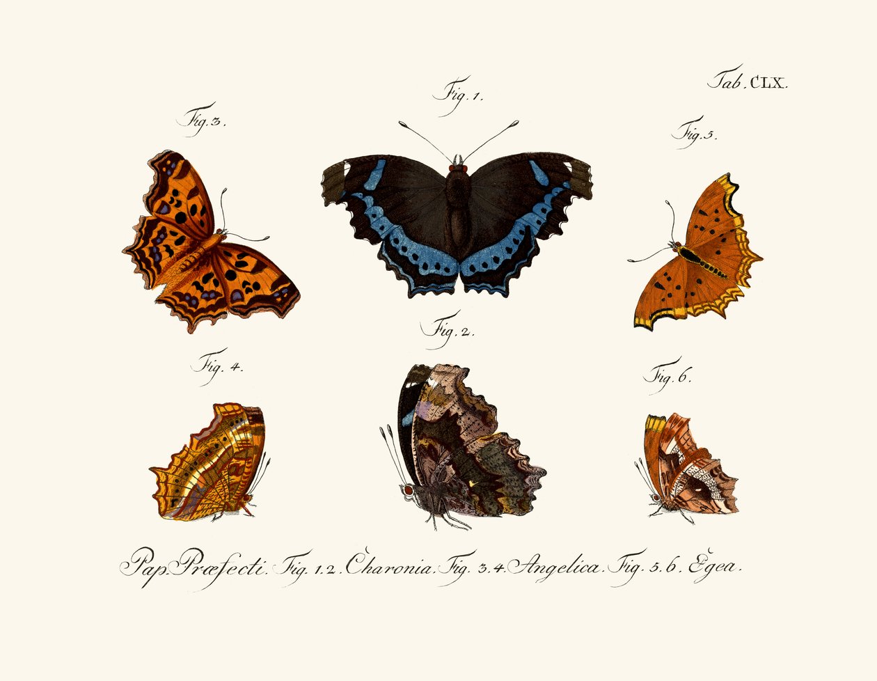 Papillons - German School