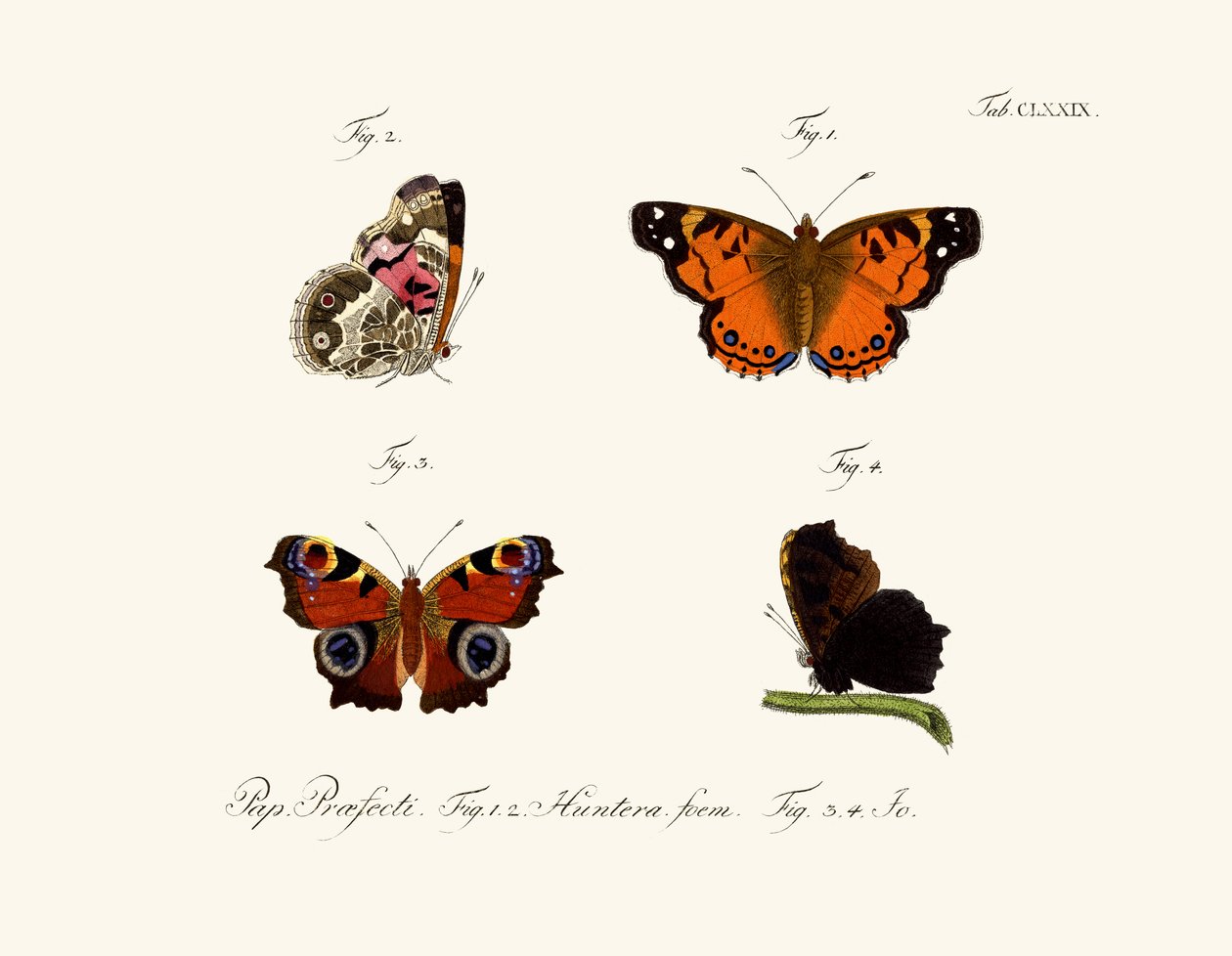 Papillons - German School