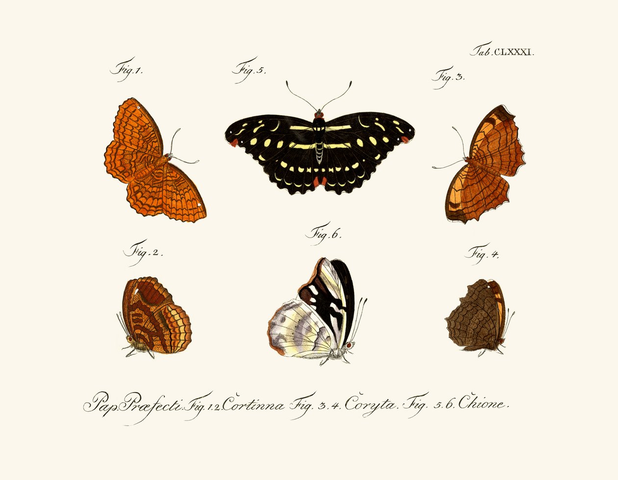 Papillons - German School