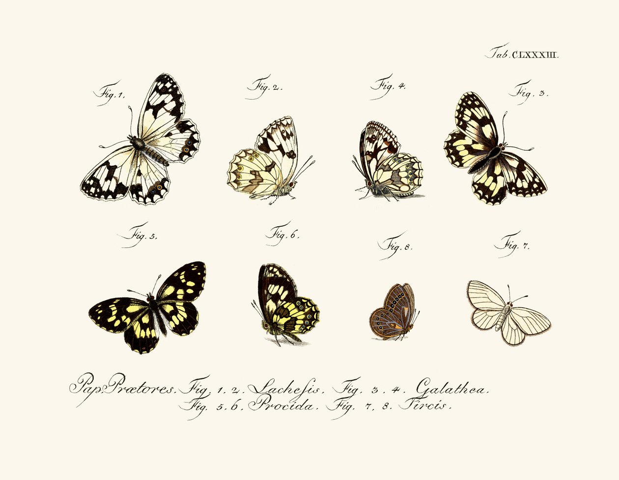 Papillons - German School