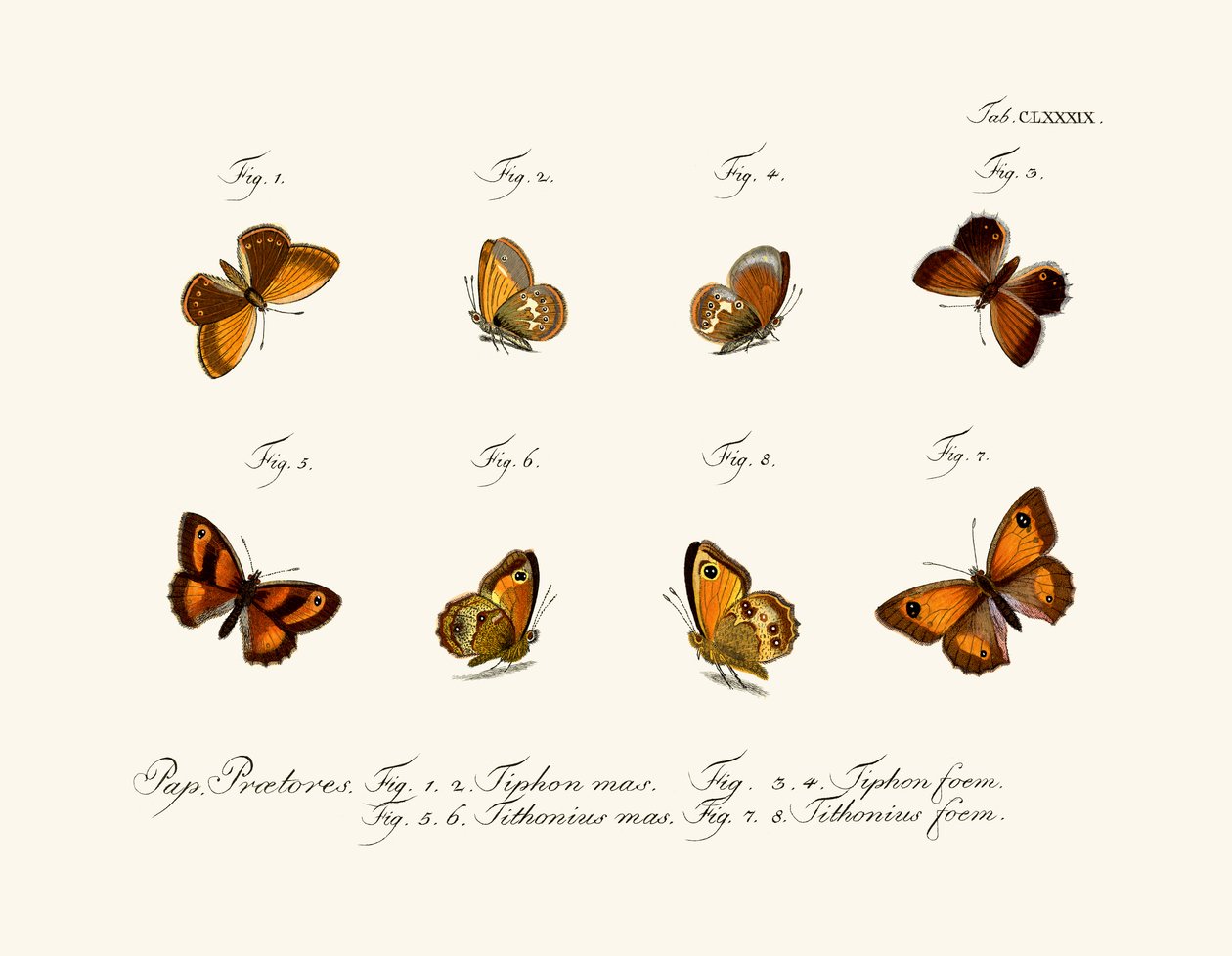 Papillons - German School