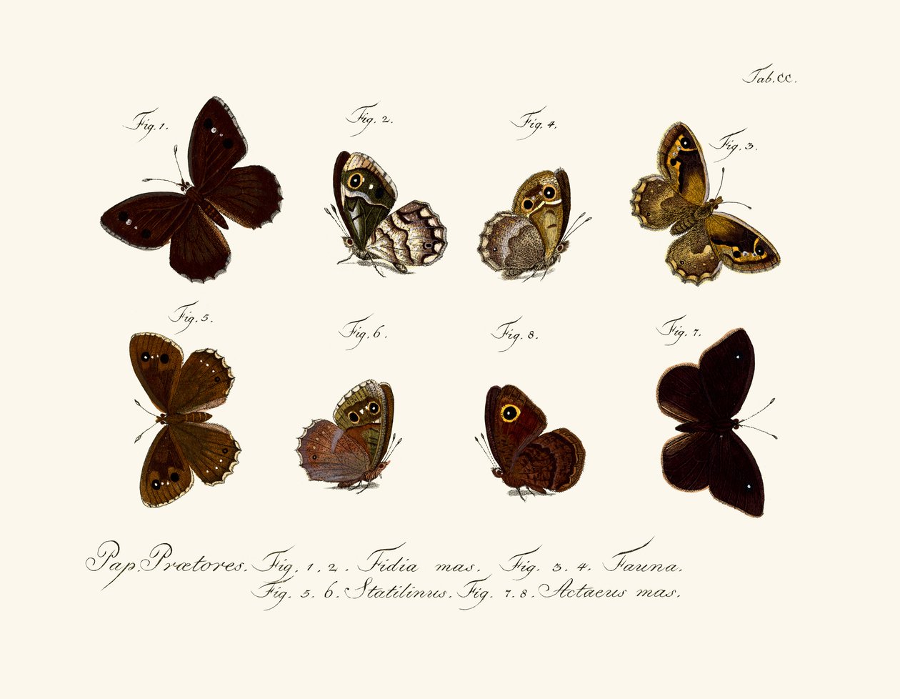 Papillons - German School