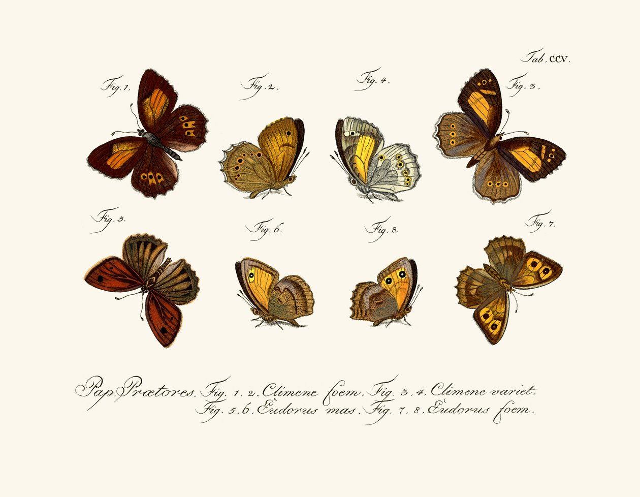 Papillons - German School