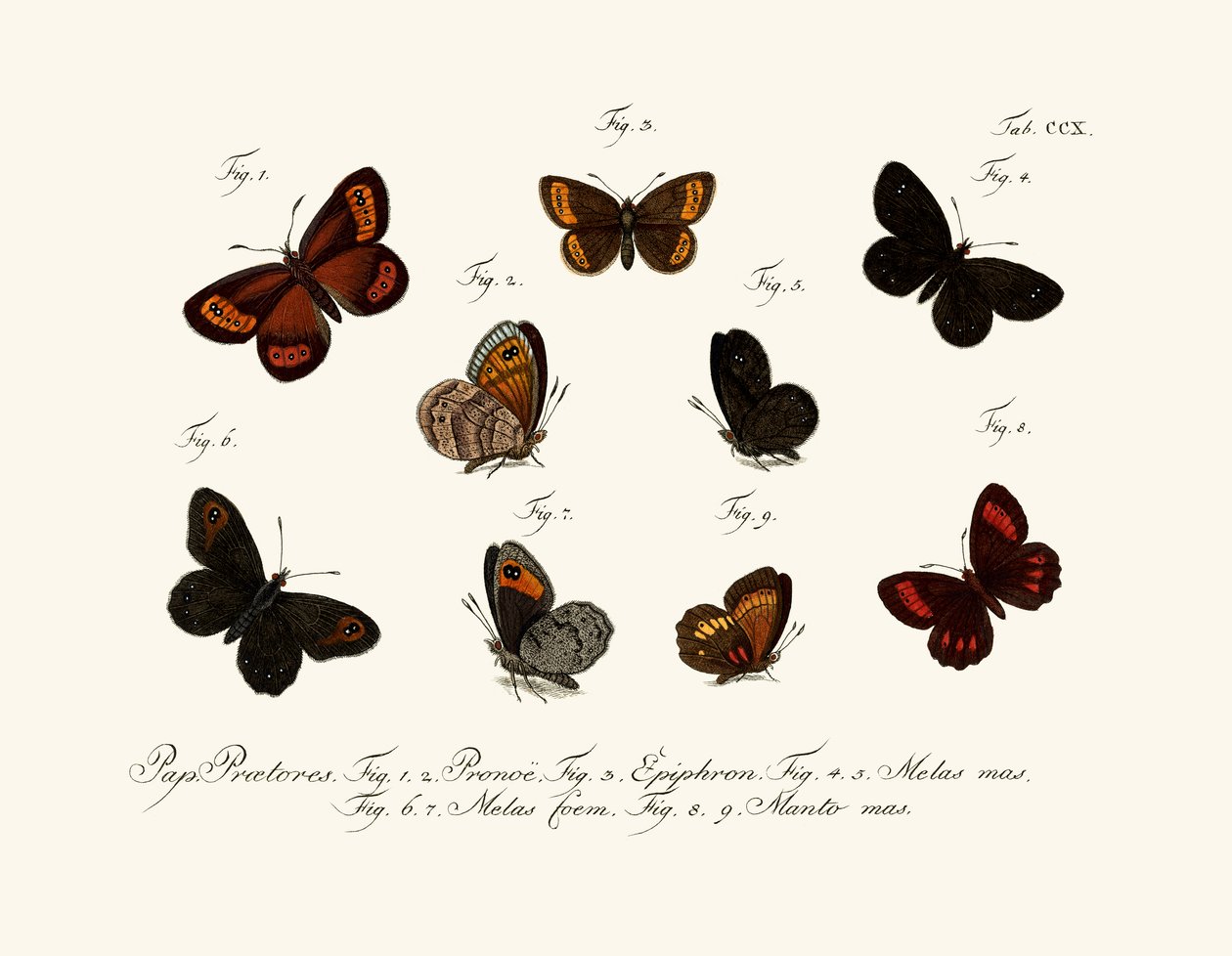 Papillons - German School