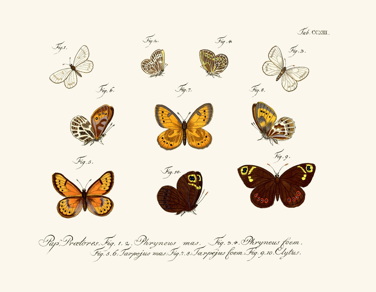 Papillons - German School