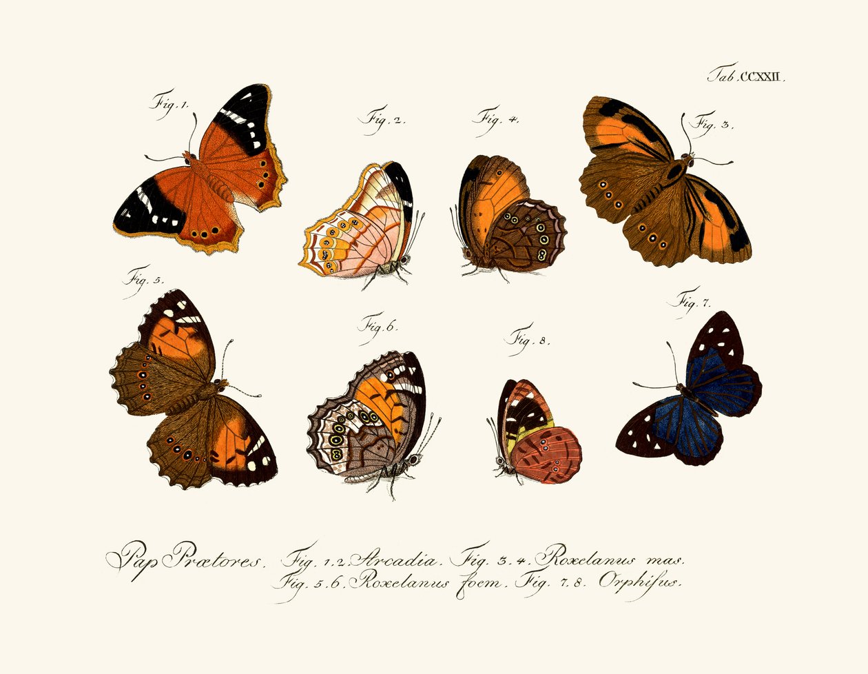 Papillons - German School