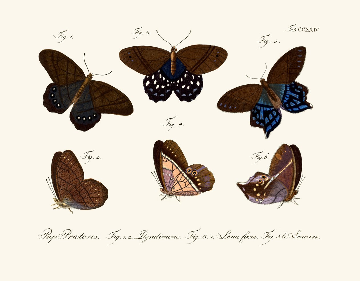 Papillons - German School