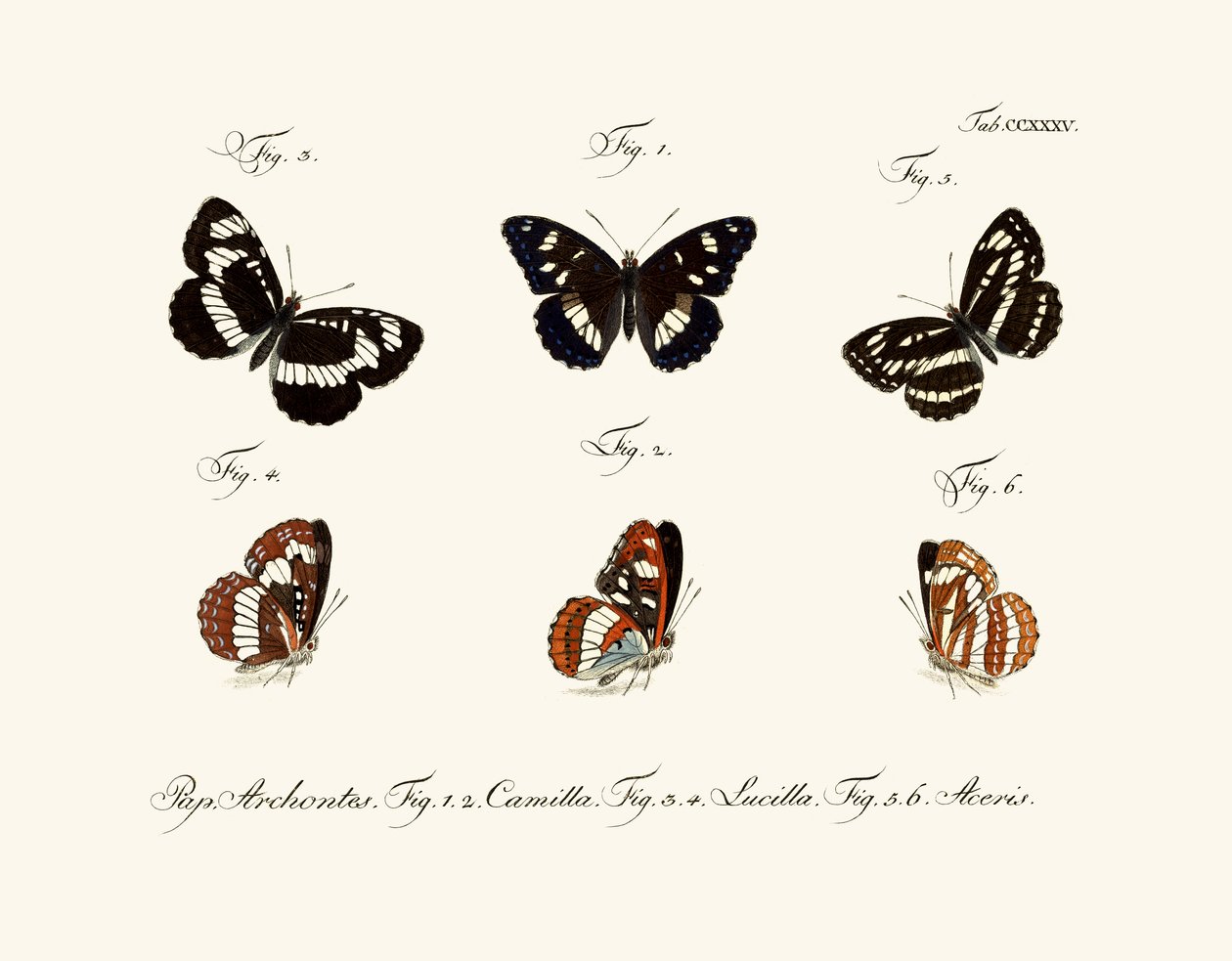 Papillons - German School