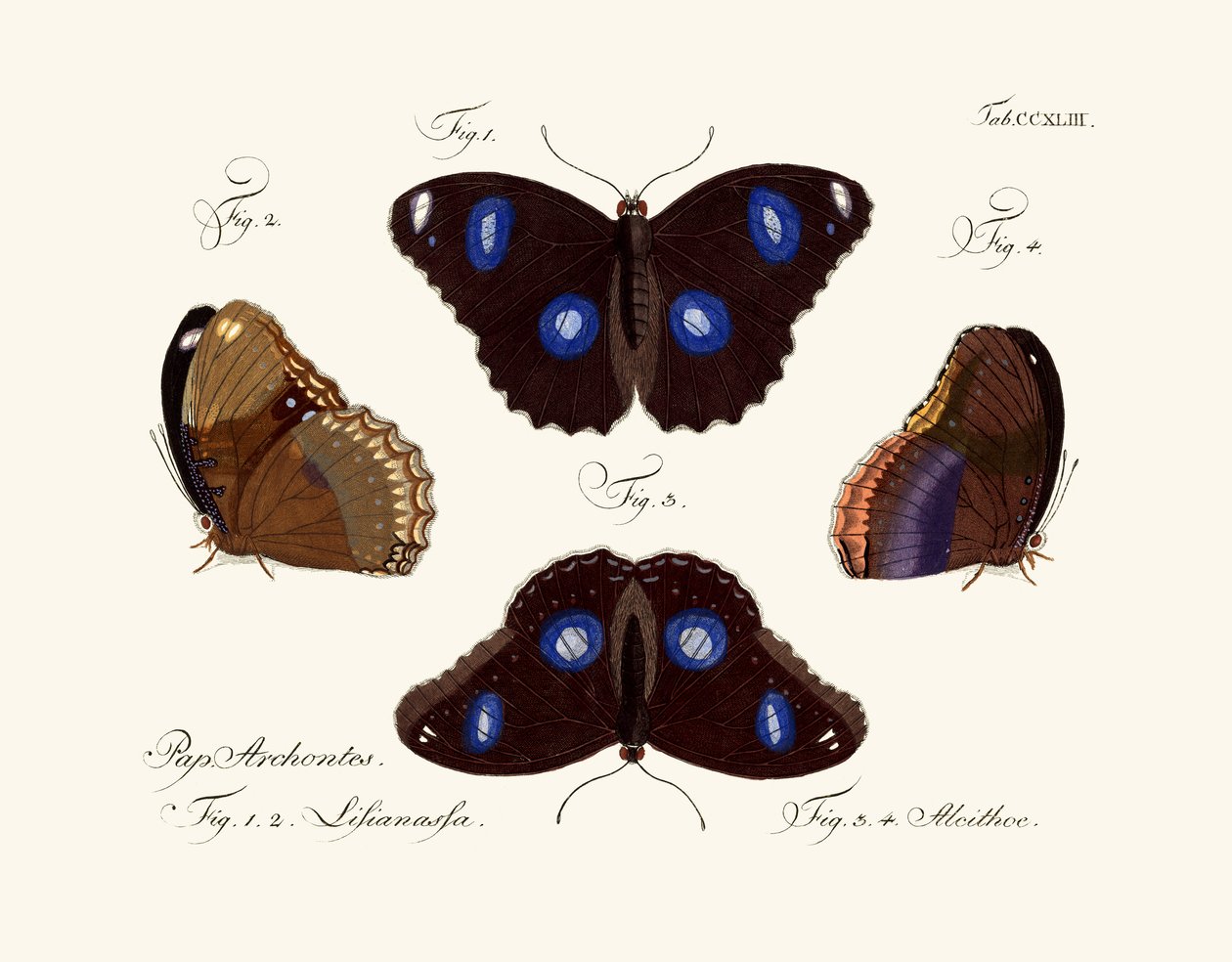 Papillons - German School