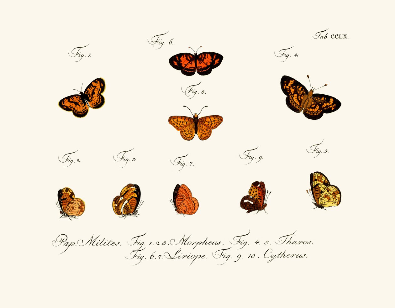 Papillons - German School