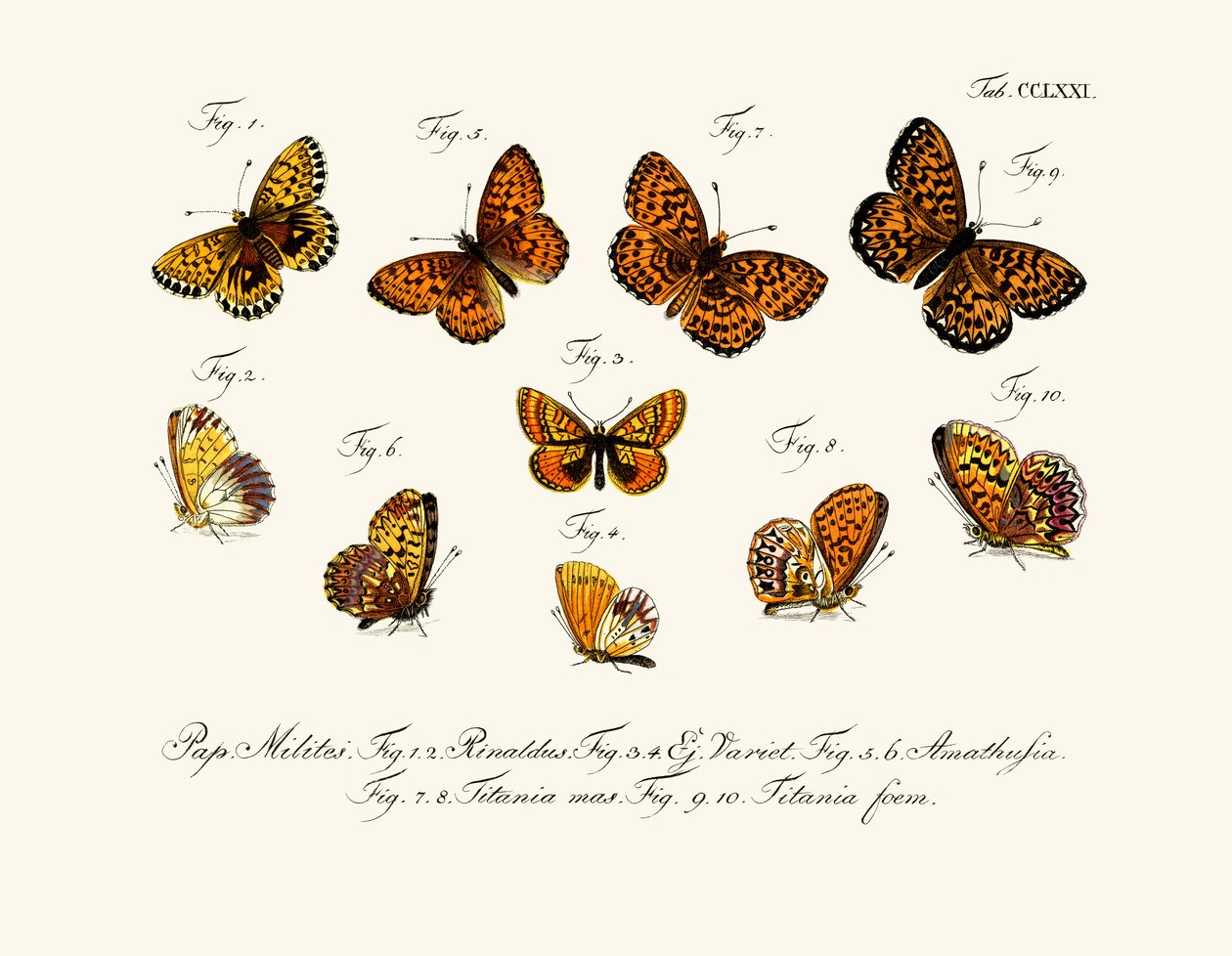 Papillons - German School