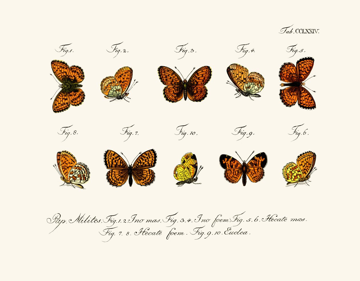 Papillons - German School