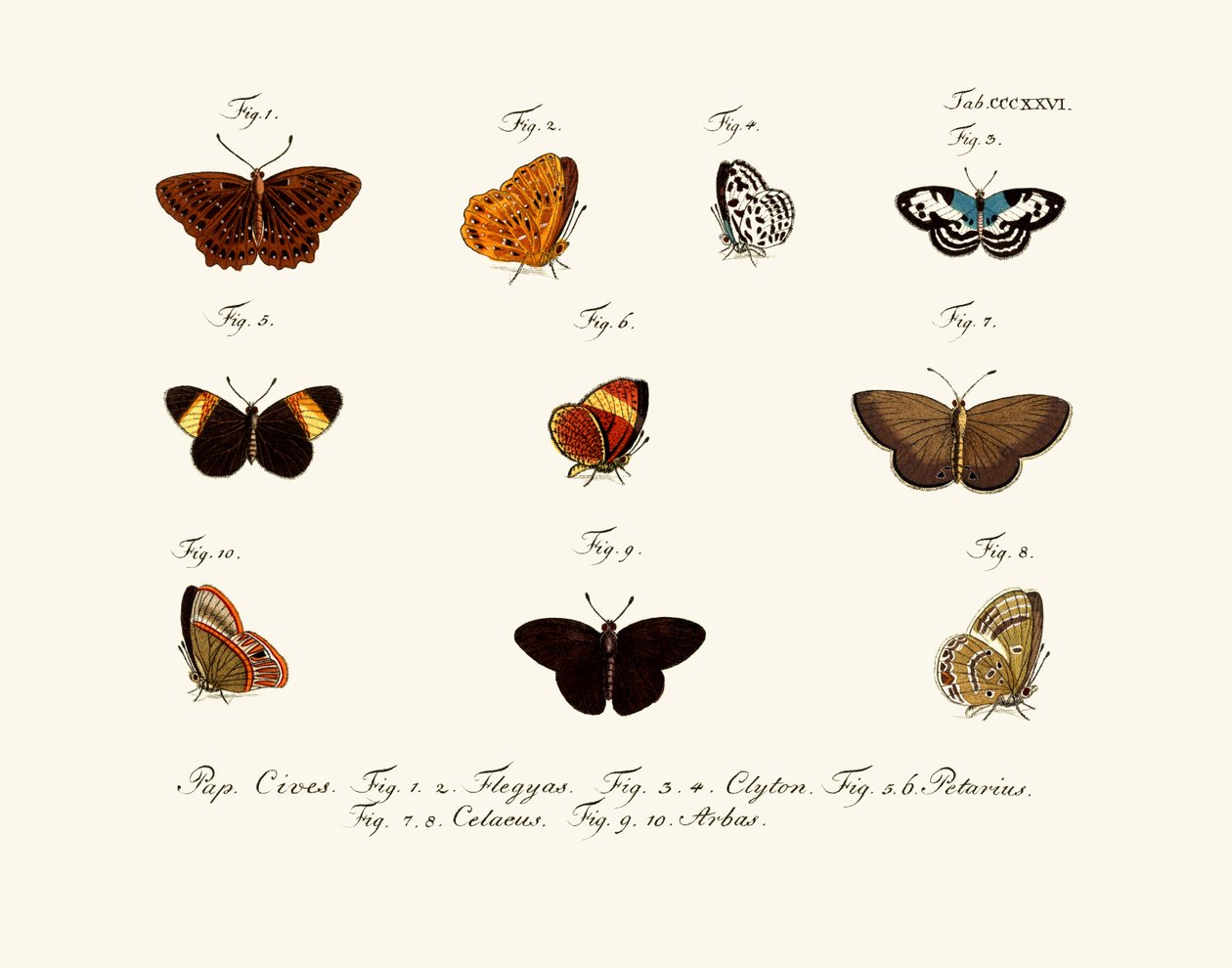 Papillons - German School