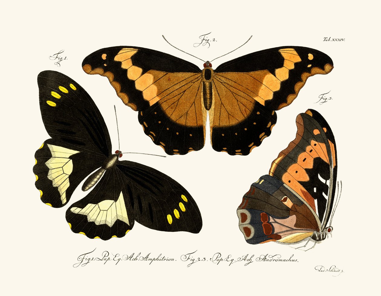Papillons - German School