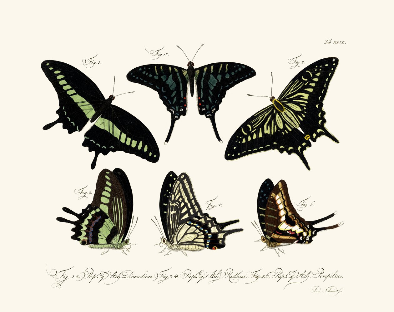 Papillons - German School