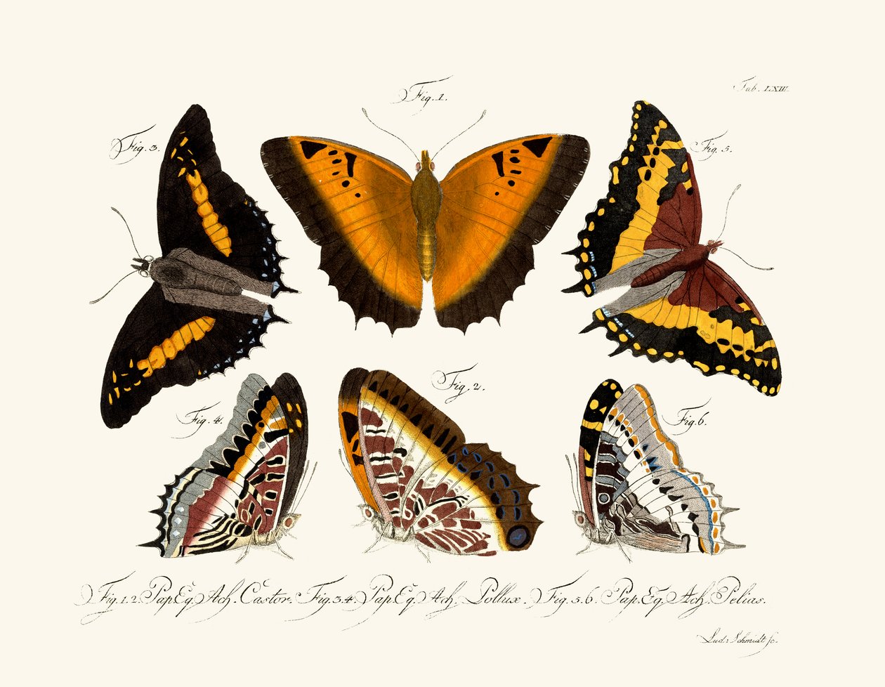 Papillons - German School