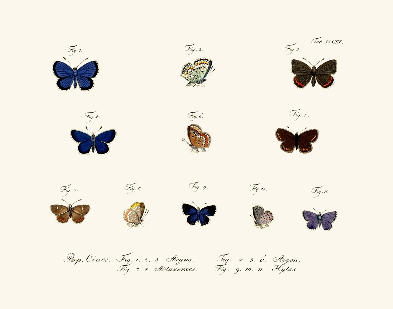 Papillons, 1783-1806 - German School