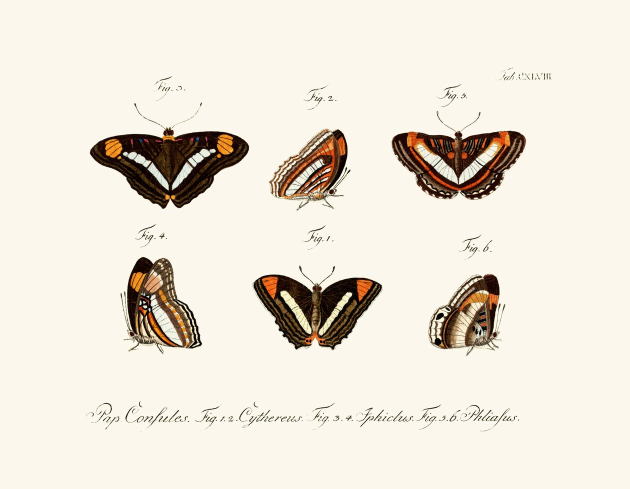 Papillons, 1783-1806 - German School