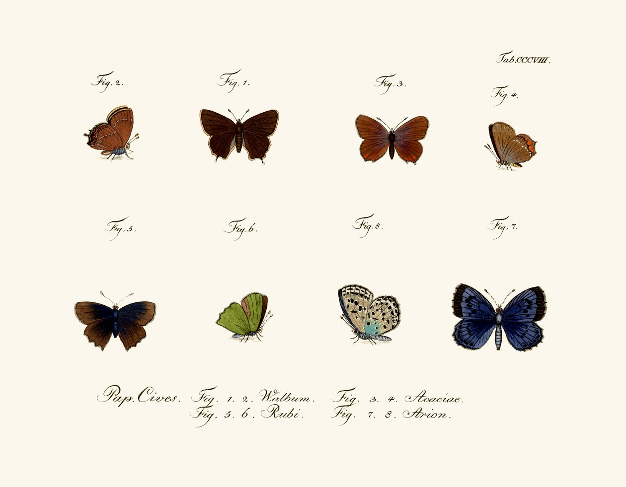 Papillons, 1783-1806 - German School