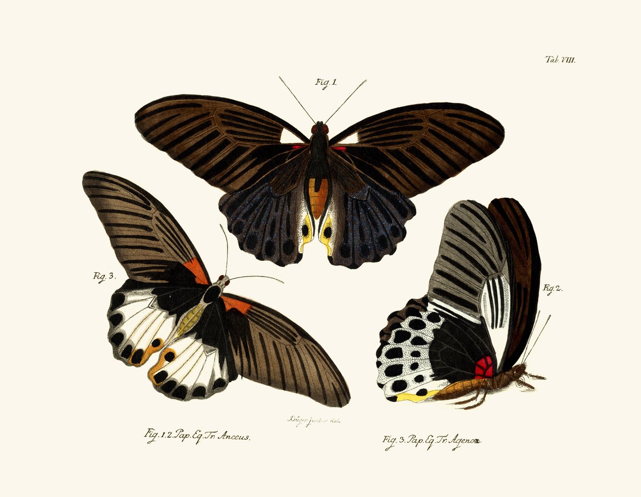 Papillons, 1783-1806 - German School