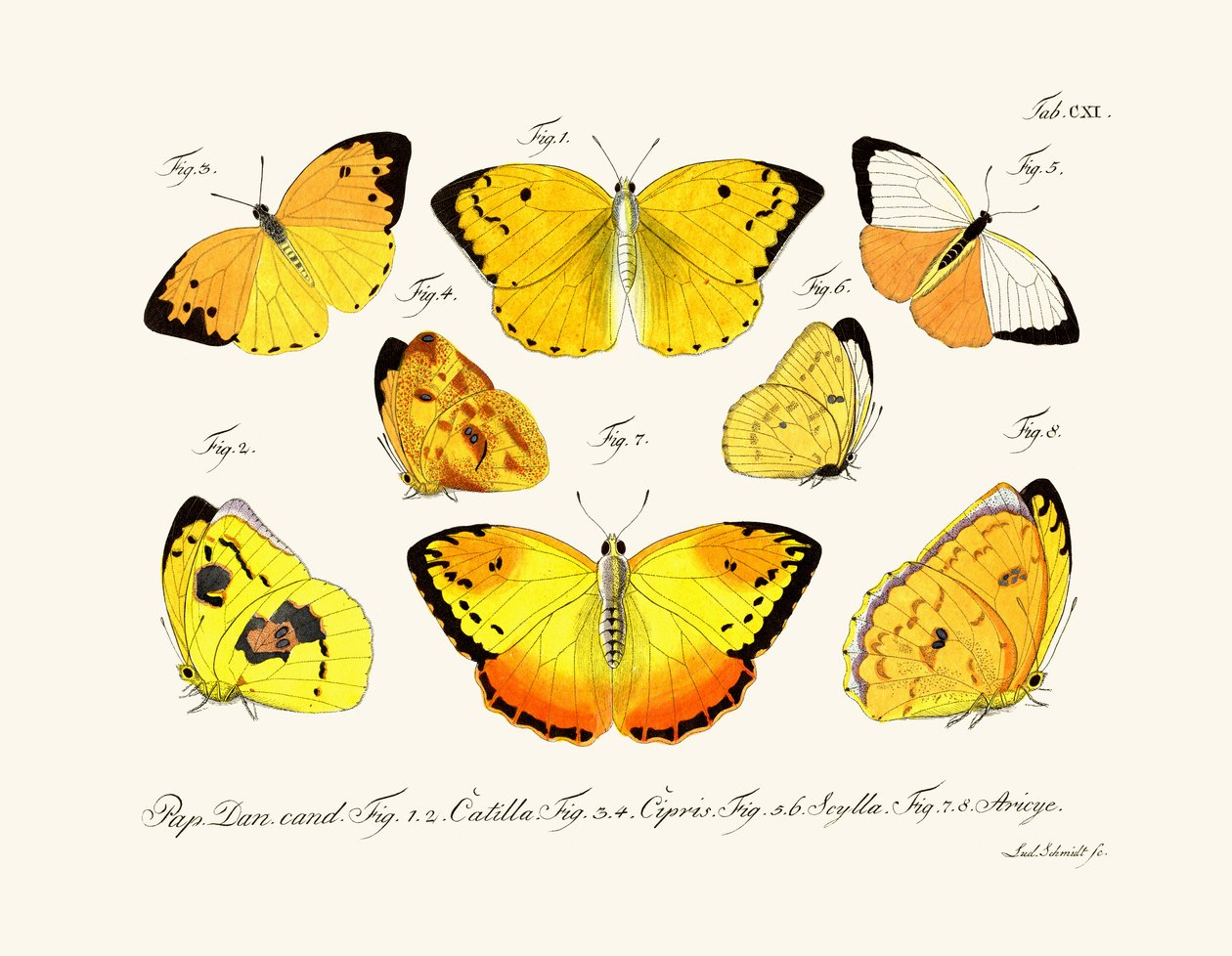 Papillons - German School