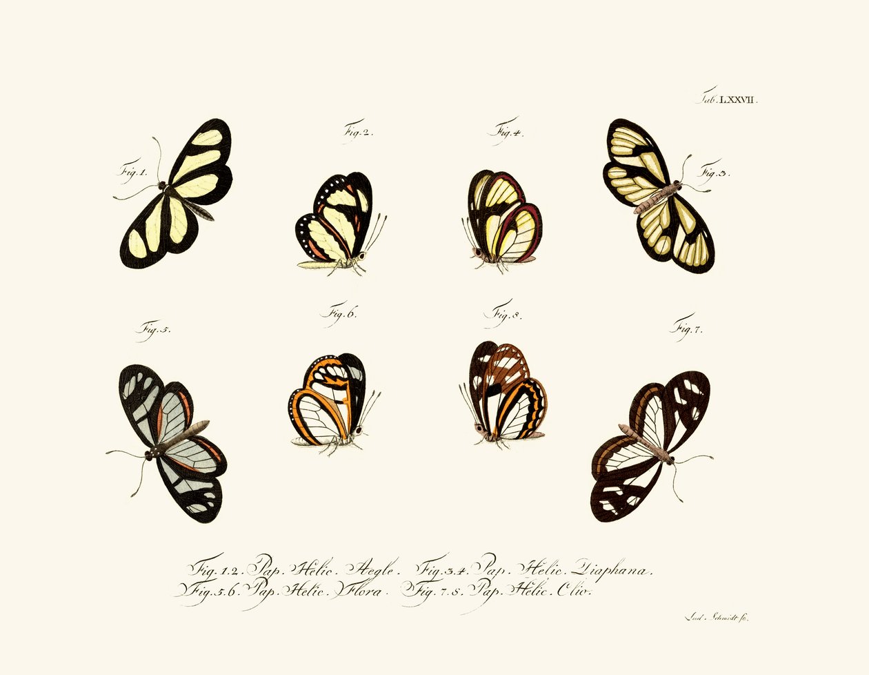 Papillons - German School