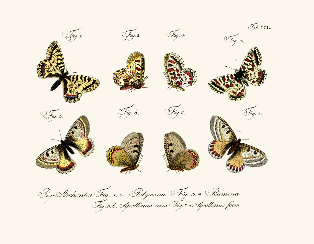 Papillons - German School