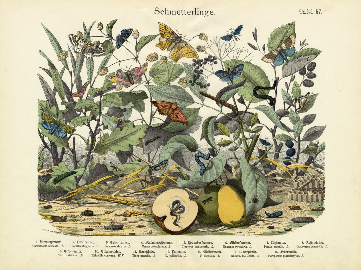 Papillons, vers 1860 - German School