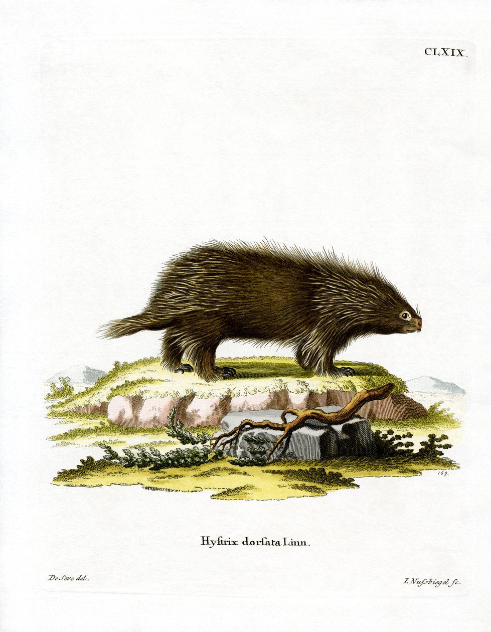 Porc-épic canadien - German School