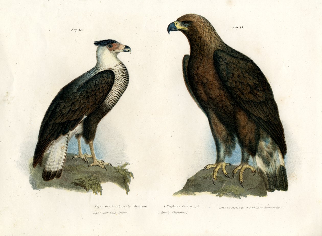 Caracara, 1864 - German School