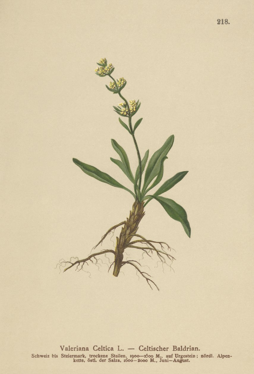 Nard celtique (Valeriana celtica) - German School