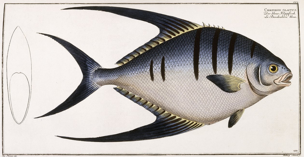 Chaetodon Glaucus, 1785-1788 - German School