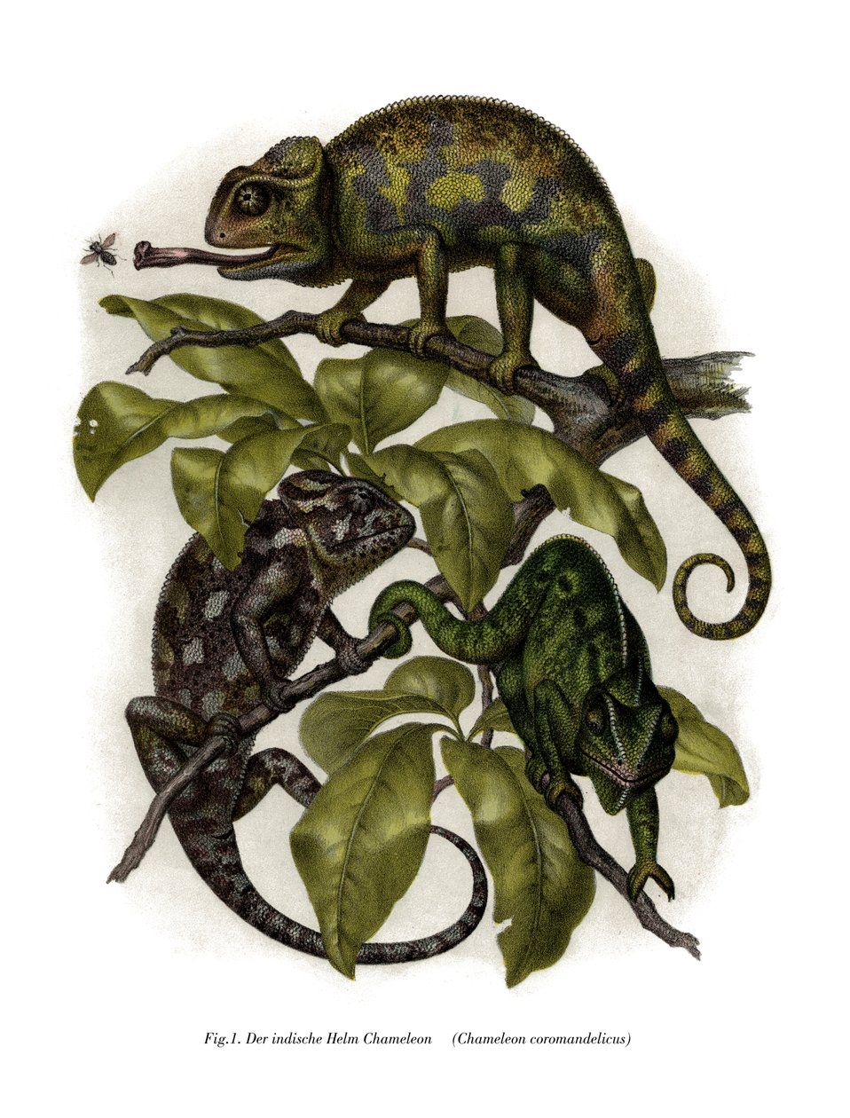 Caméléon - German School