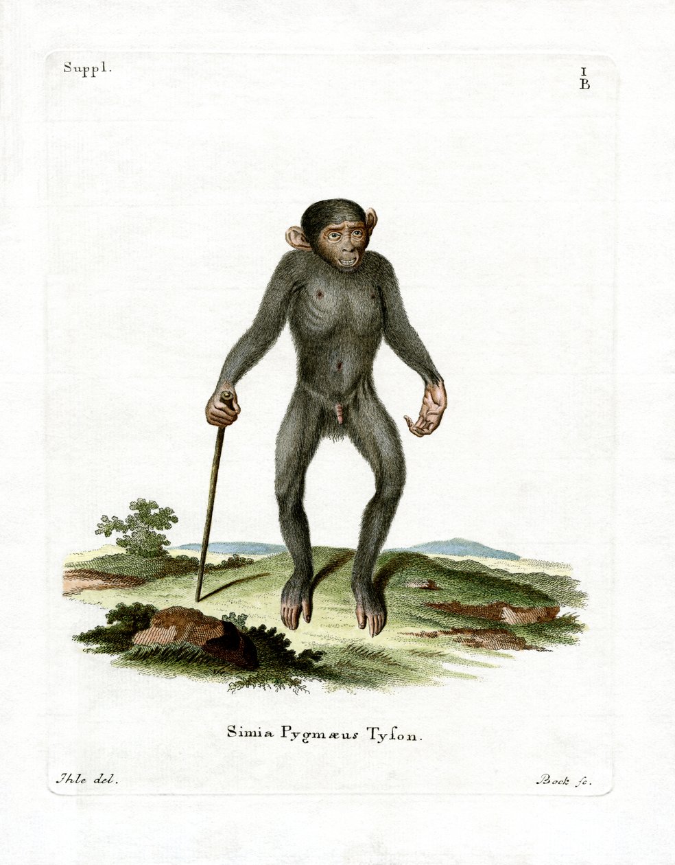 Chimpanzé - German School
