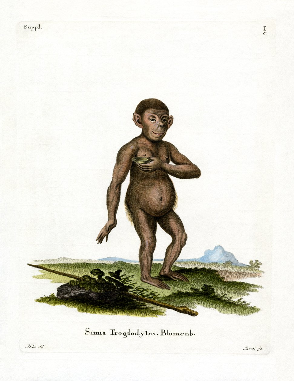 Chimpanzé - German School