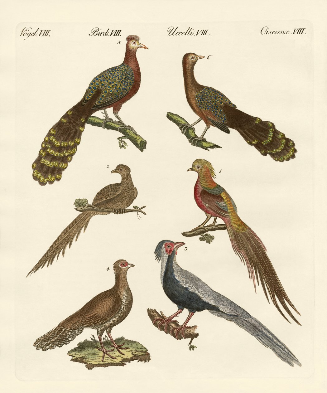 Oiseaux chinois - German School