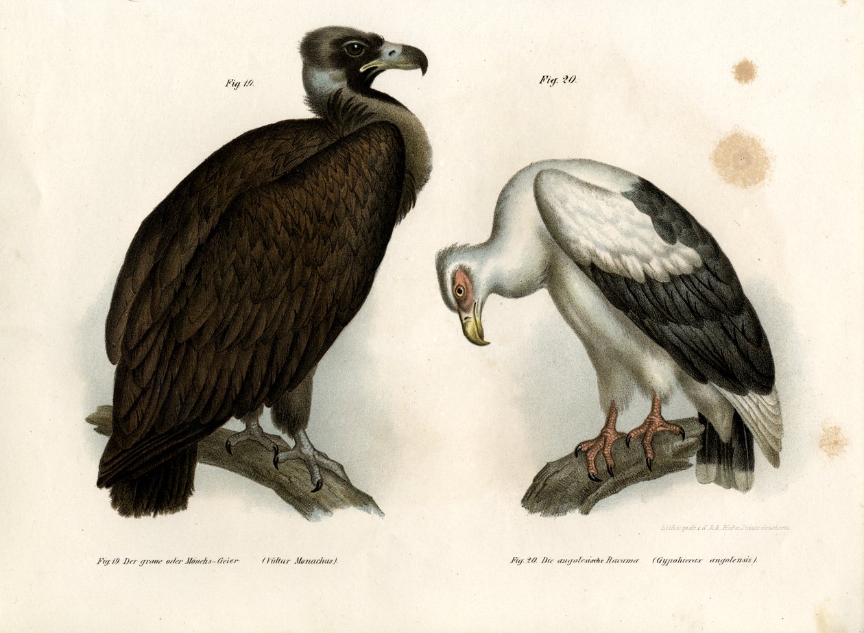 Vautour moine, 1864 - German School
