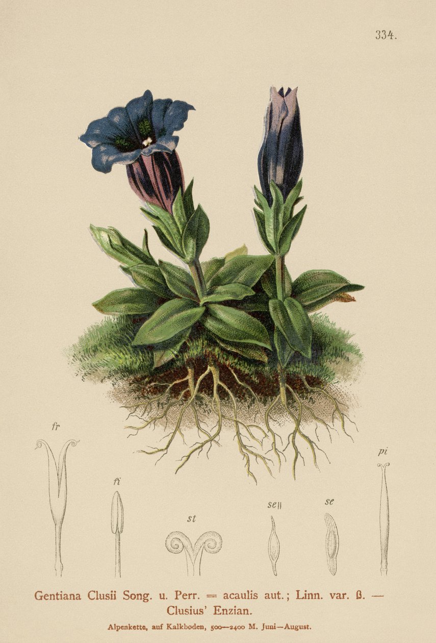 Gentiane de Clusius (Gentiana Clusii, Gentiana acaulis) - German School