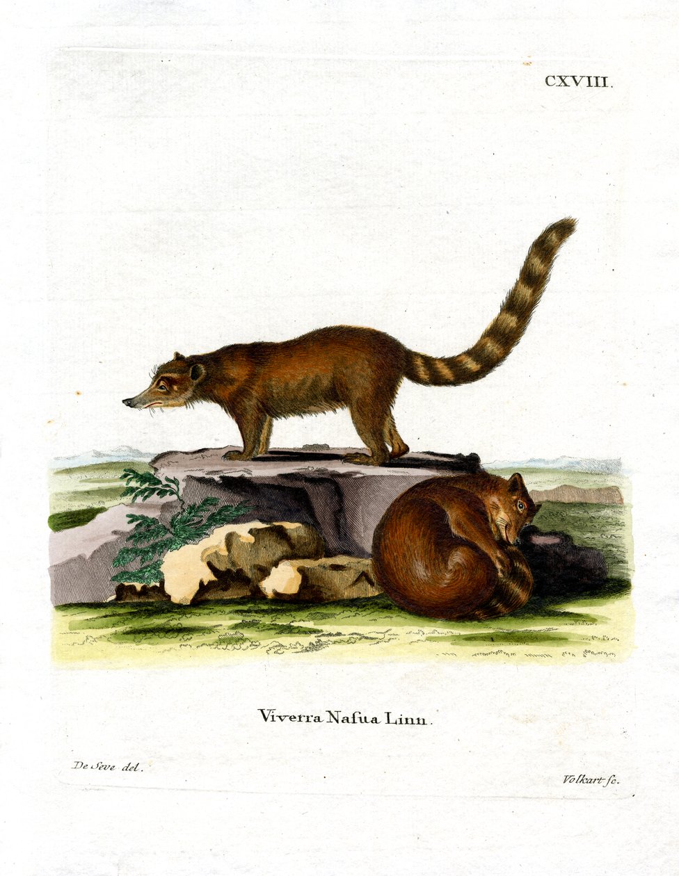 Coati - German School