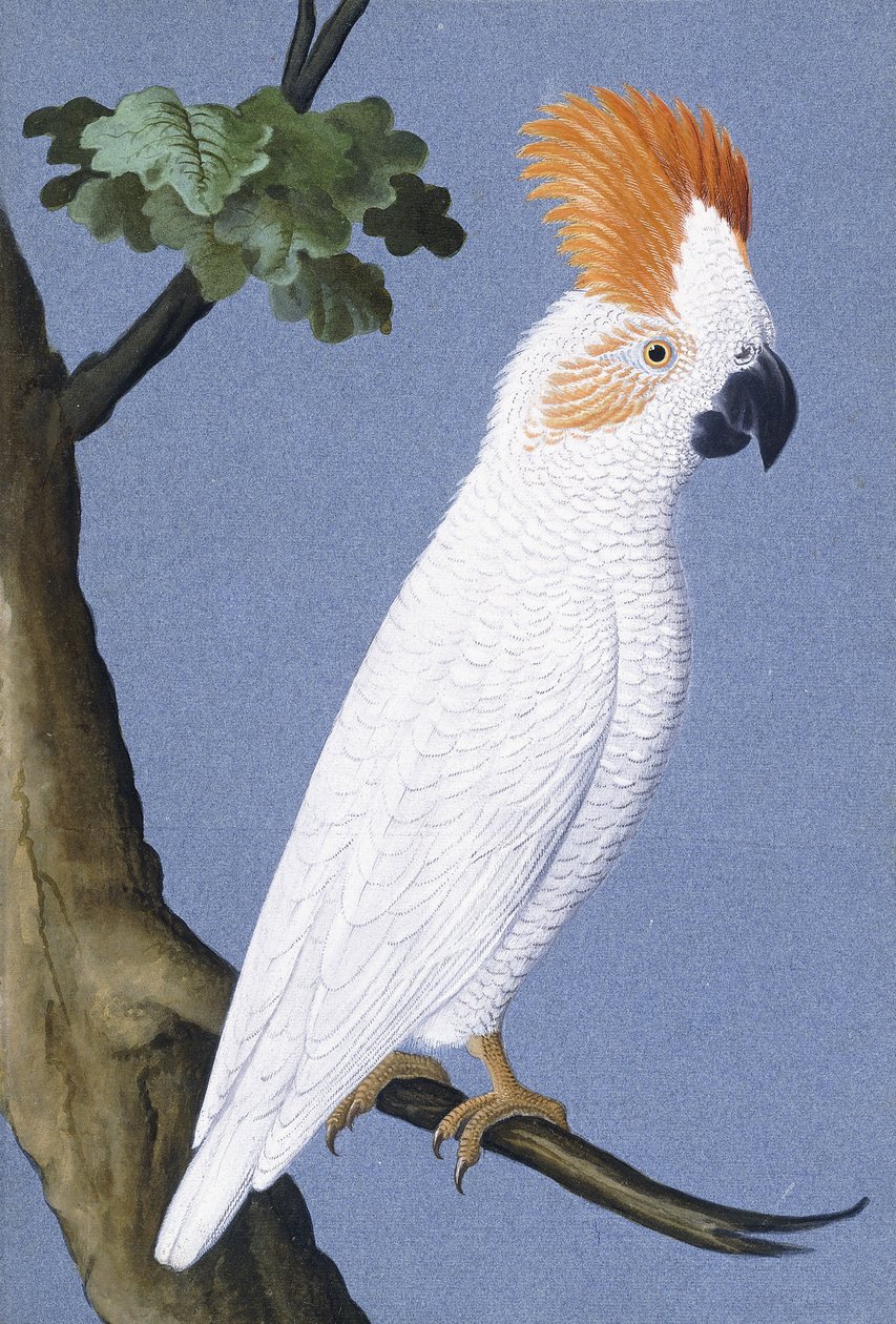 Cacatoès, 1750-1800 - German School