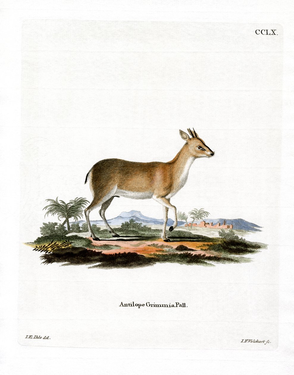 Dik-dik commun - German School