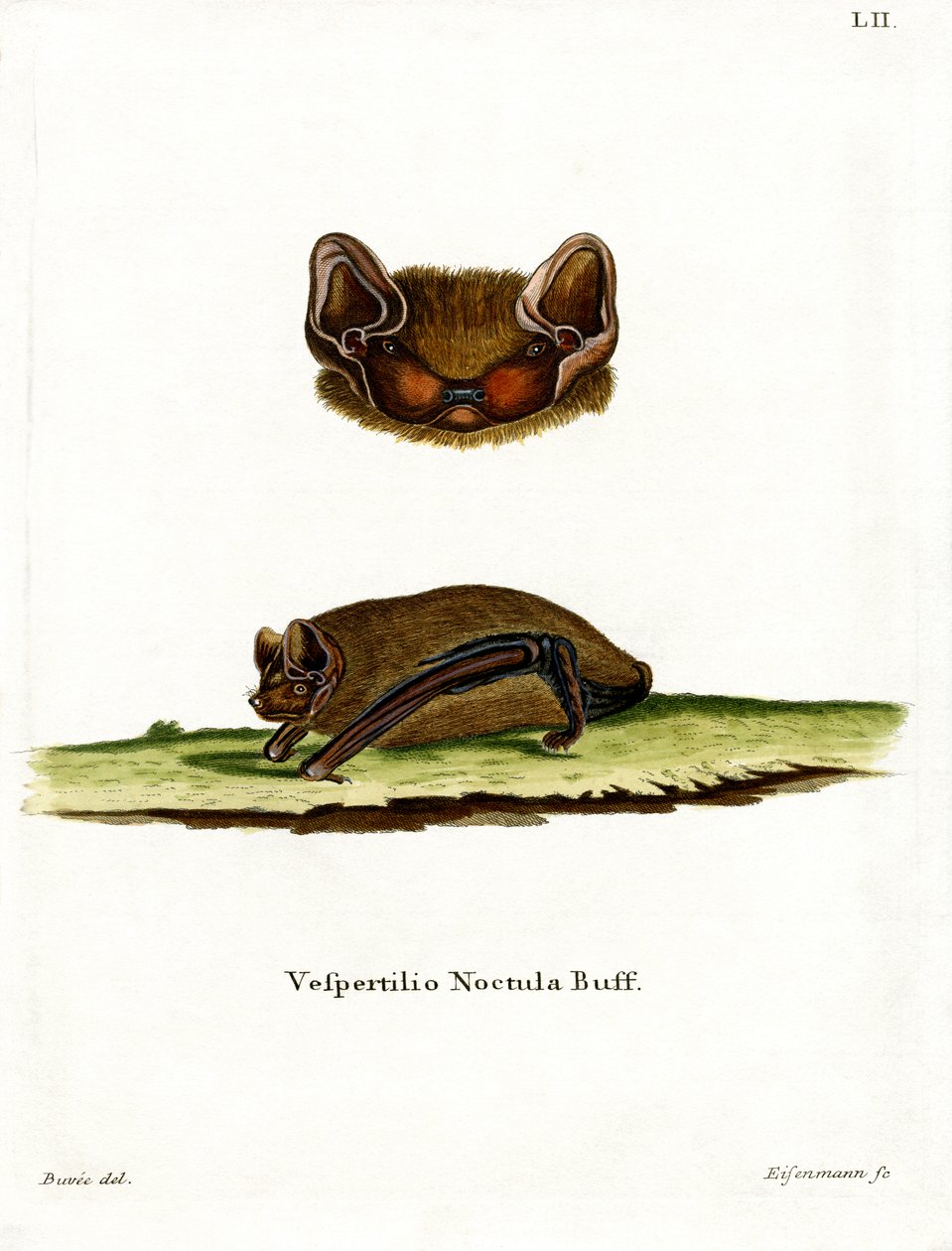 Noctule commune - German School