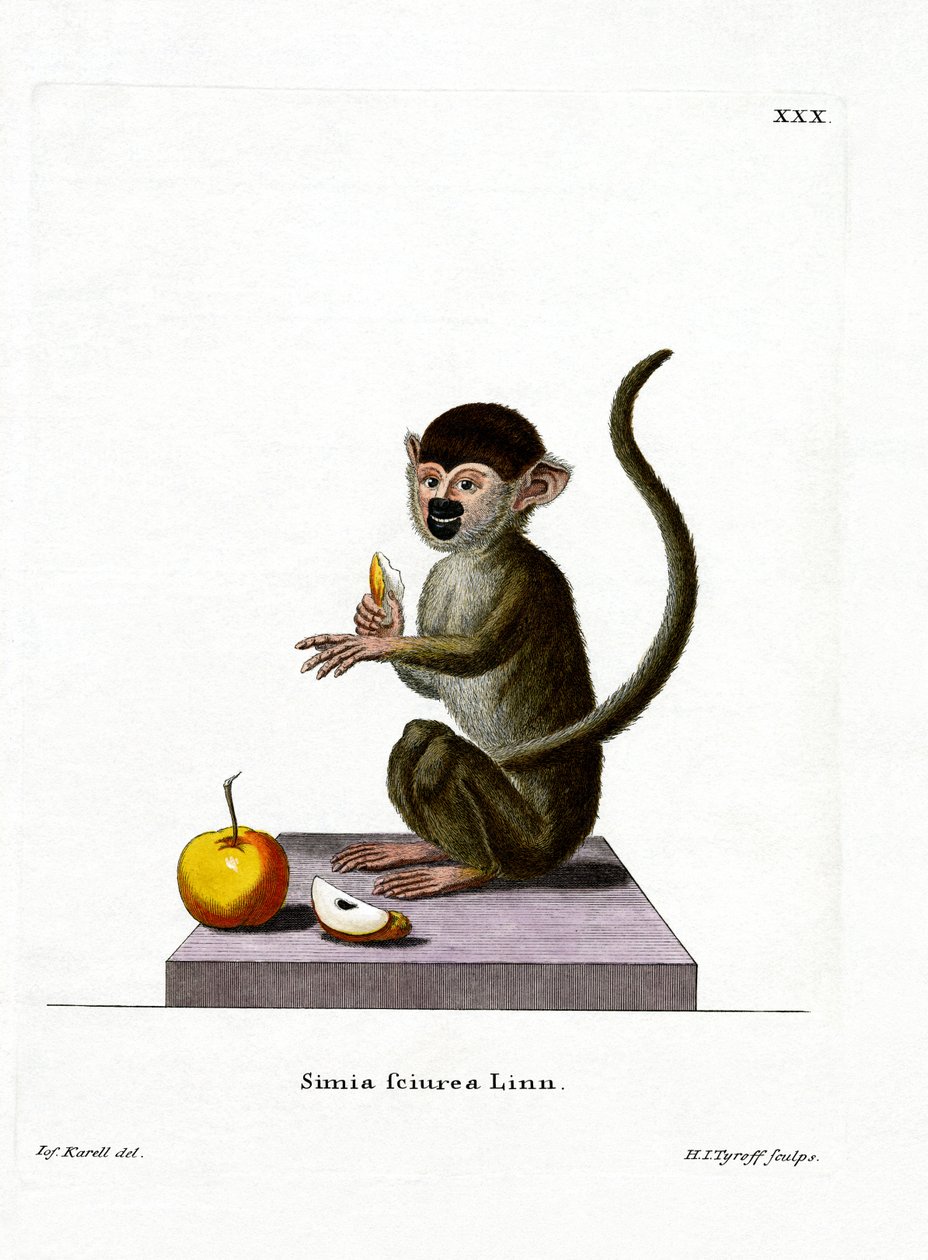 Singe écureuil commun - German School