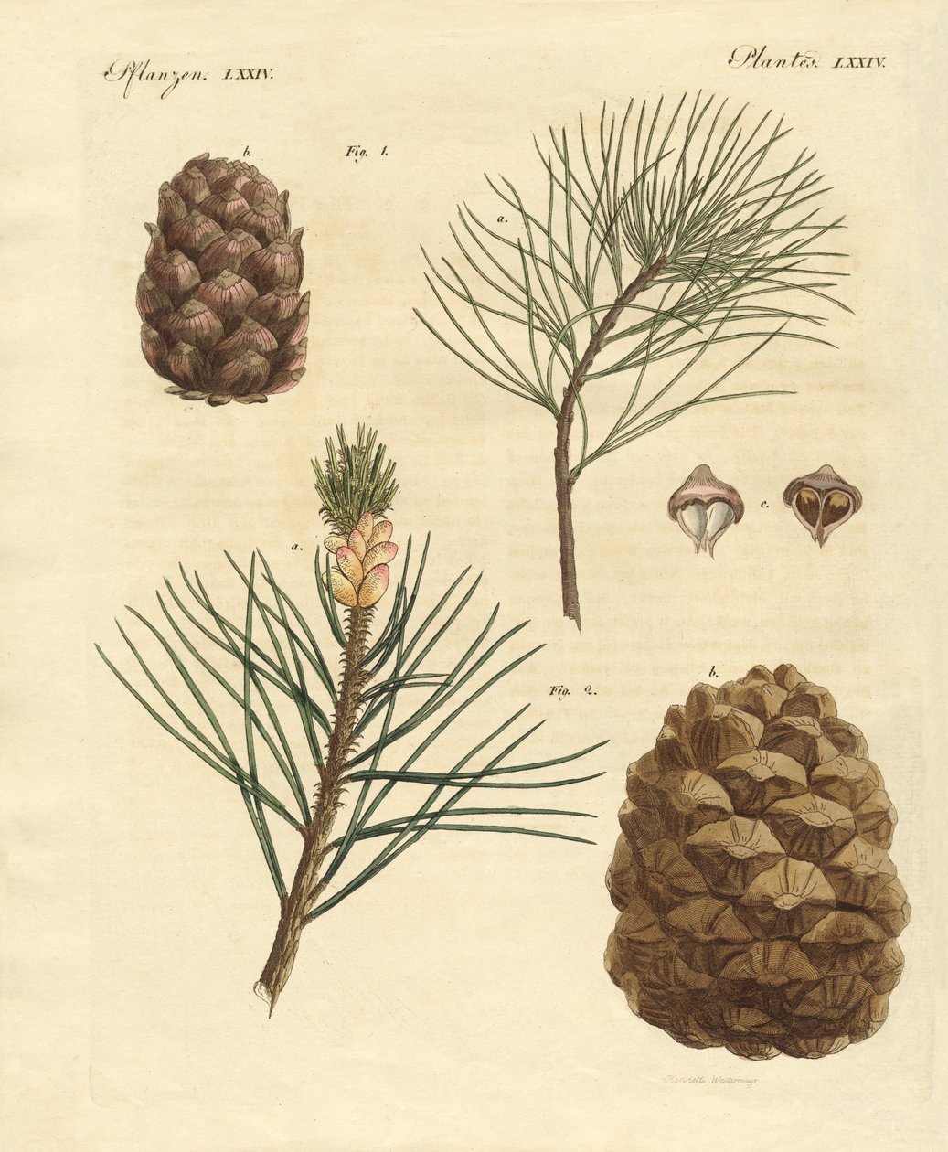 Bois de conifères avec fruits comestibles - German School