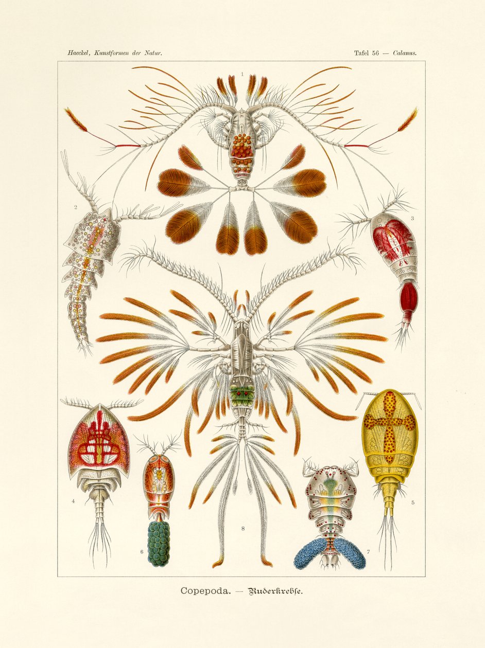 Copepoda, 1899-1904 - German School