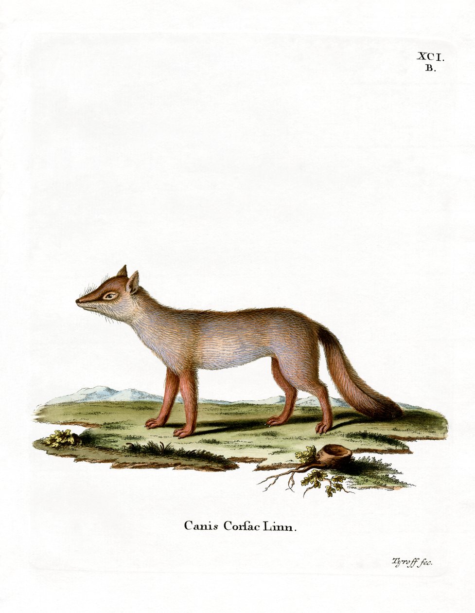 Renard corsac - German School